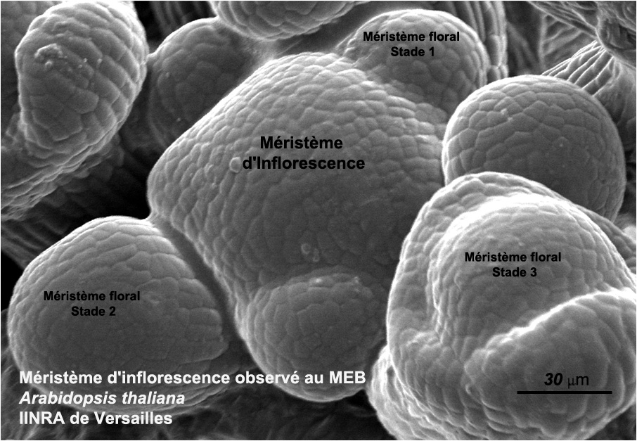 Méristème d'inflorescence au MEB