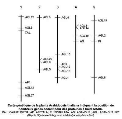 Carte génétique des gènes ABC