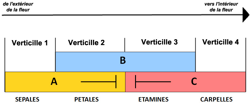 modèle ABC en boîtes