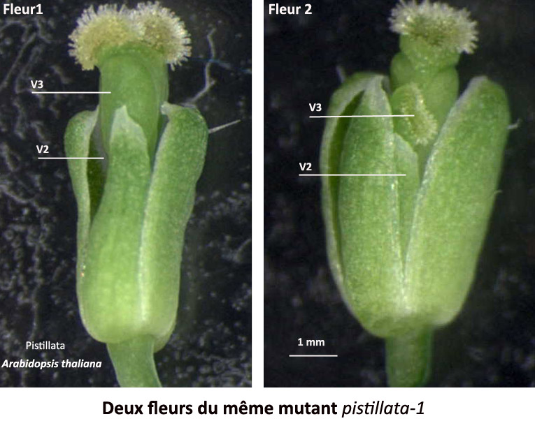 Deux fleurs du mutant pistillata-1