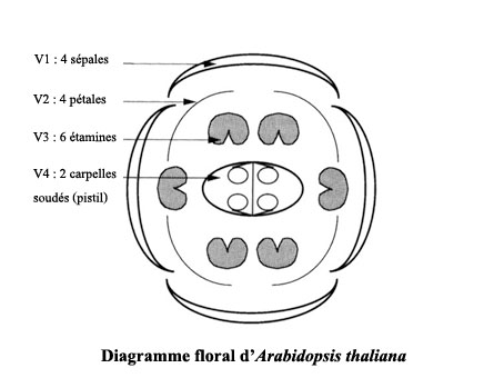 diagramme floral