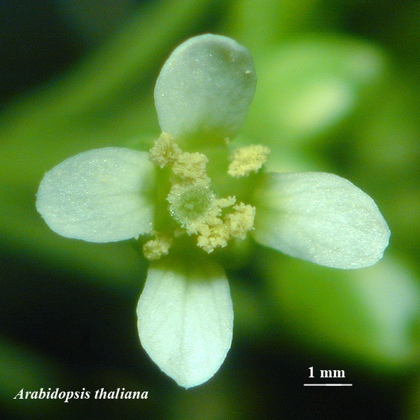 fleur sauvage de dessus