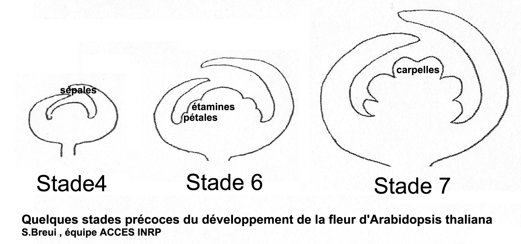 Stades du développement floral d'A. thaliana