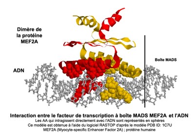Interaction facteurs de transcription à boîte MADS / ADN