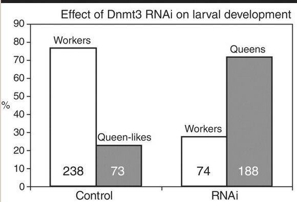 Effects DNMT3 RNAi.jpg