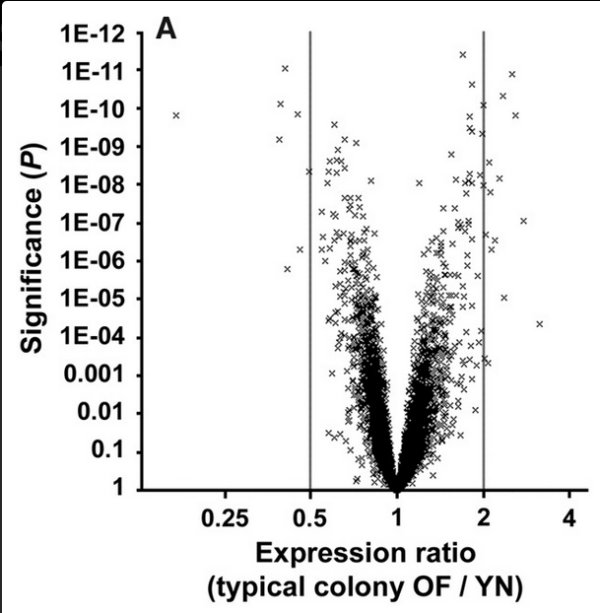 Expression ratio Butineuses-Ouvrières.jpg