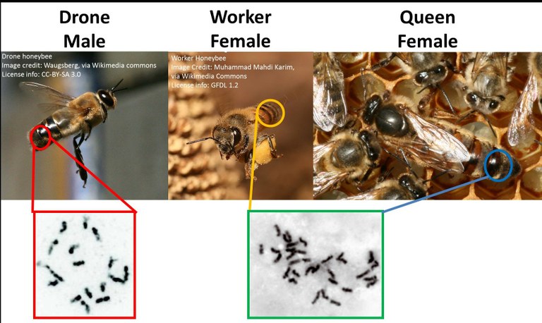 Karyotypes abeille-New.jpg