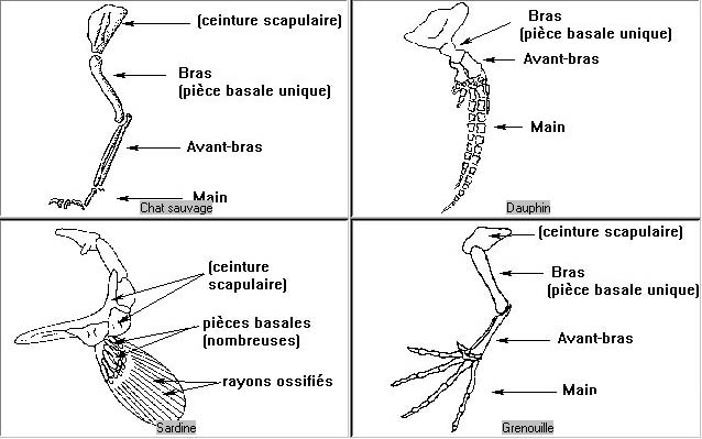 Comparaison appareils locomoteurs.jpg
