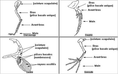 Comparaison appareils locomoteurs.jpg