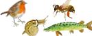 Icone-faune_jardin_etang.JPG