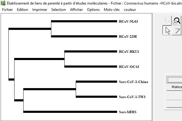 HCOV-Phylogenie.jpg