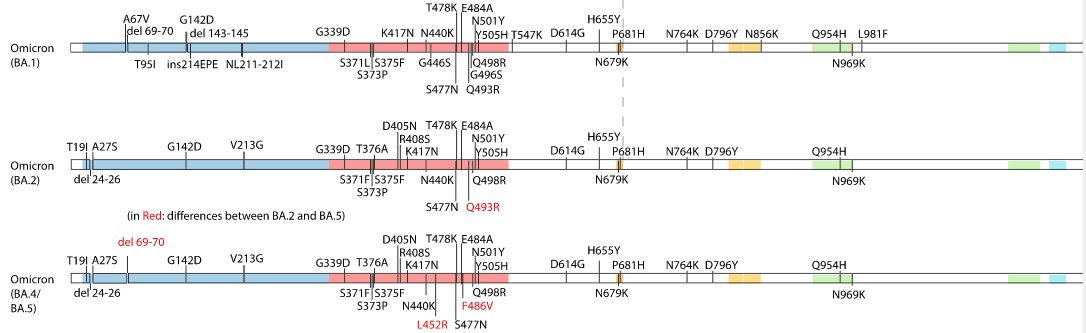 Variants-Omicron.jpg