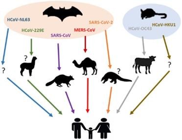 Animal hosts of HCoVs