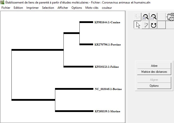Arbre coronavirus animaux