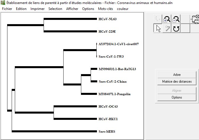 Arbre coronavirus CoV1 CoV2 et réservoirs animaux