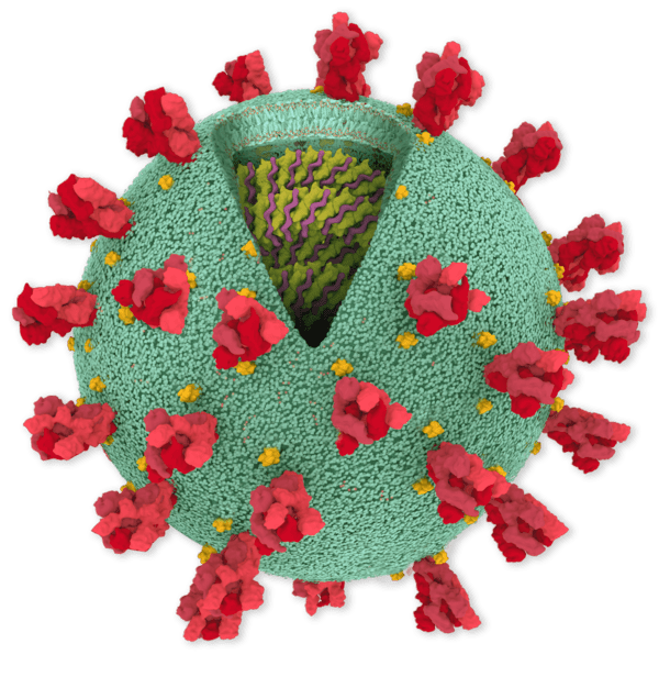 coronavirus cutaway 600