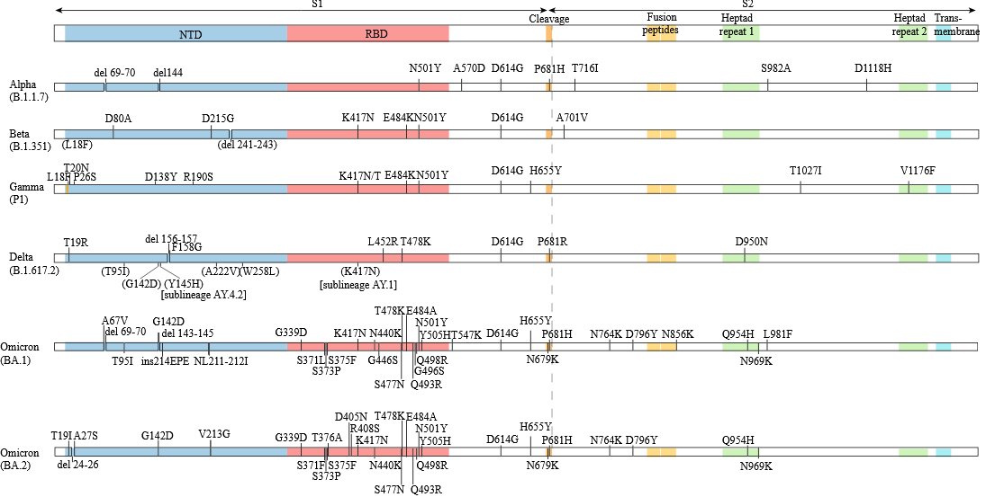 Comparaison des variants