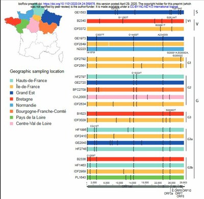 Découverte Pasteur  Répartition des mutations