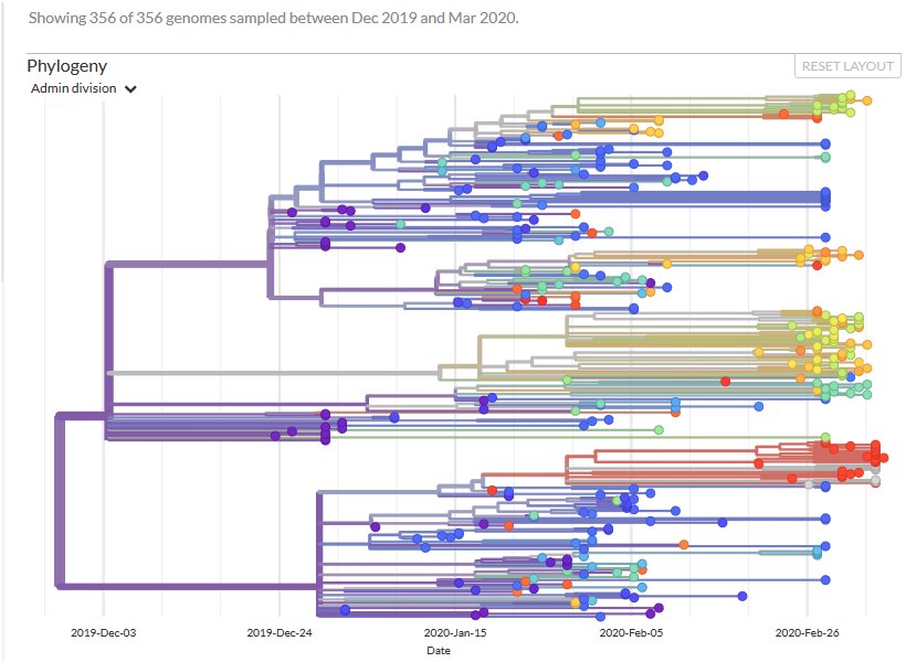 Arbre des 356 génomes  dec fev 2020
