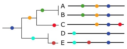 Lire un arbre phylogénétique. Exemple de Nextstrain