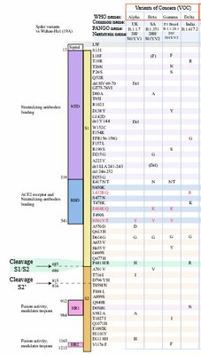 Tableau Viral Zone