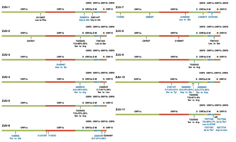 Hangping Yao Mutations observées