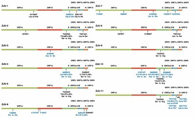 Hangping Yao Mutations observées