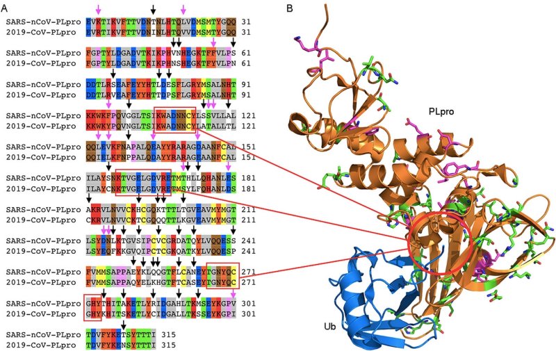 Morse Figure 6   PLPro