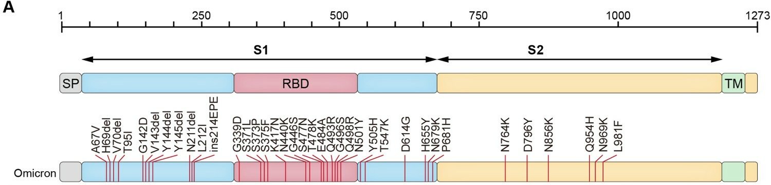 Mutations Omicron