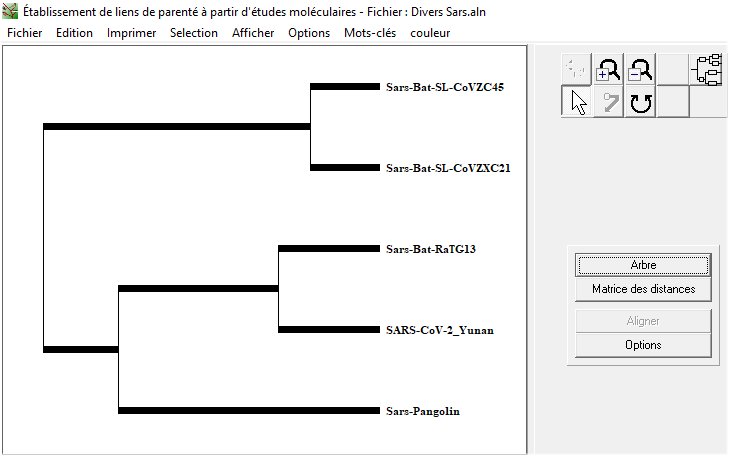 Phylogénie Divers sars