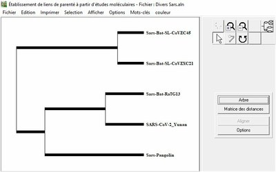 Phylogénie Divers sars