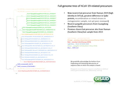 Sars CoV 2 précurseurs