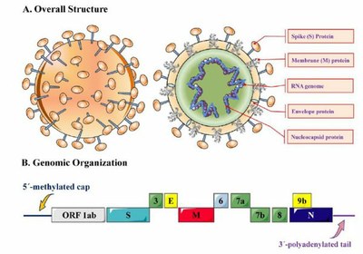 JCH Structure de Sars CoV 2