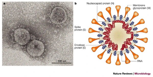 Structure du Sars CoV-1 (nature reviews microbiology 2003)