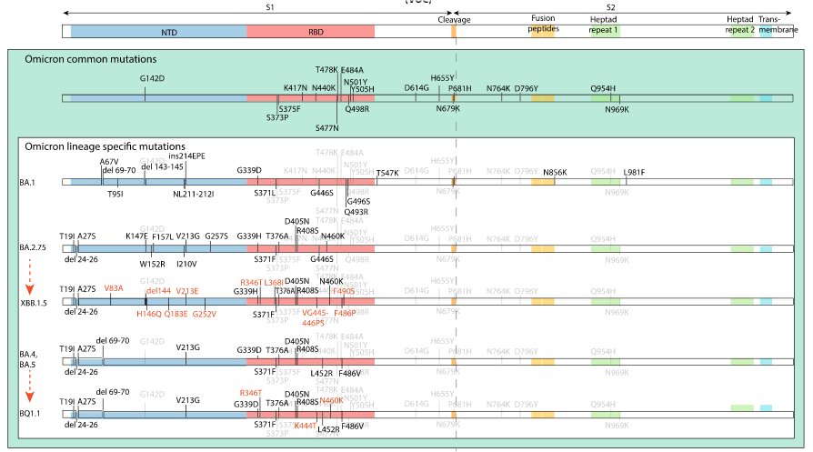 Variants Omicron   05 02 2023