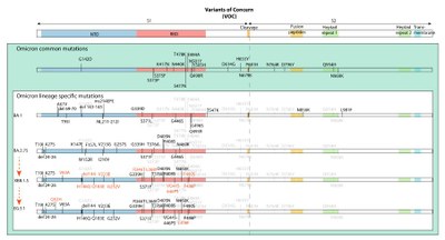 Variants Omicron   13 08 2023