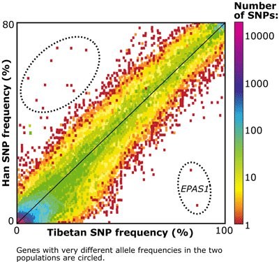 Tibetan snp frequency