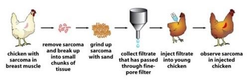 Experience Rous-2.jpg