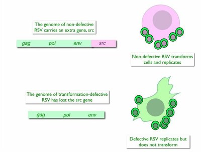 biochemical definition RSV.jpg