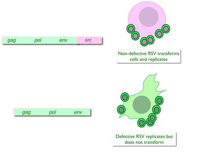 biochemical-definition-rsv-new.jpg