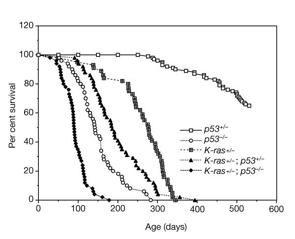 Cooperation KRas - P53.jpg