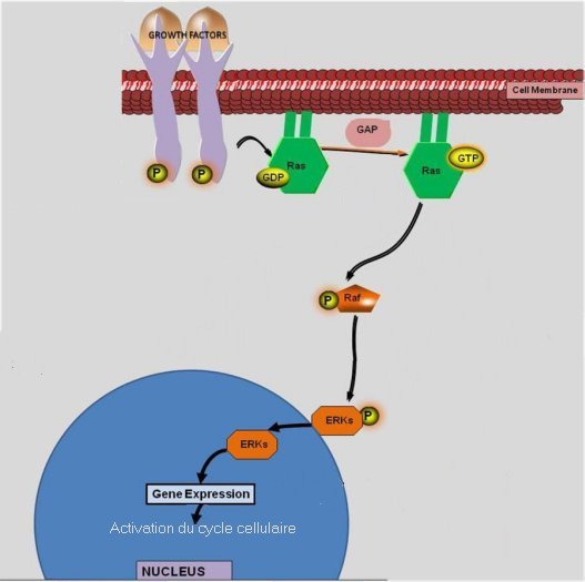 KRAS2 - Etat actif.jpg