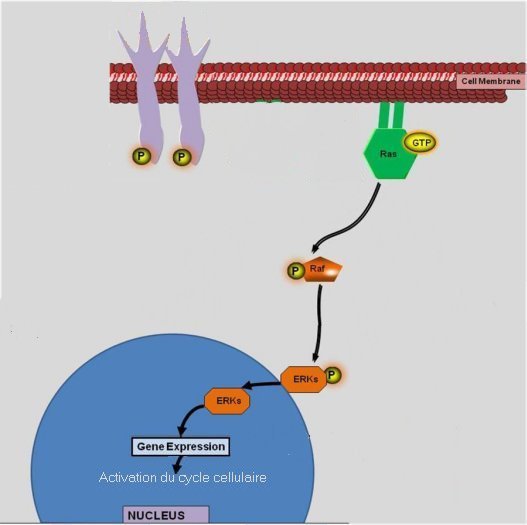 KRAS3 - Etat mute.jpg