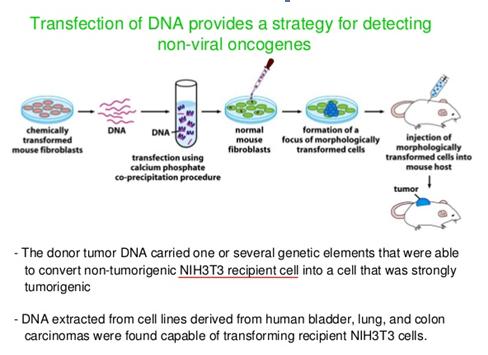 Transfection.JPG