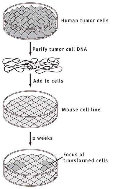 transfection-cancer-humain.jpg