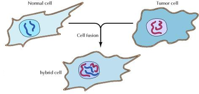 Fusion cellulaire.bmp
