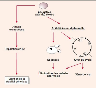 mode-daction-de-p53.jpg