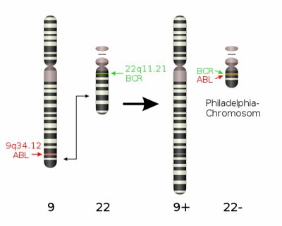 consequence-genetique-de-lanomalie-chromosomique.jpg