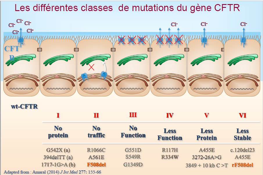 Les différentes classes de mutations CFTR.jpg