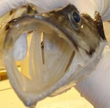 Branchies Chionodraco.jpg